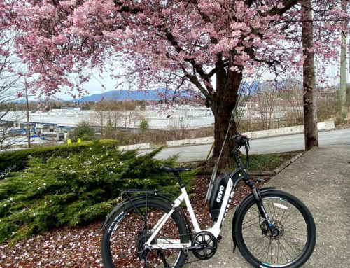 Bike The Blossoms- A Guide To Vancouver’s Cherry Blossoms By Ebike