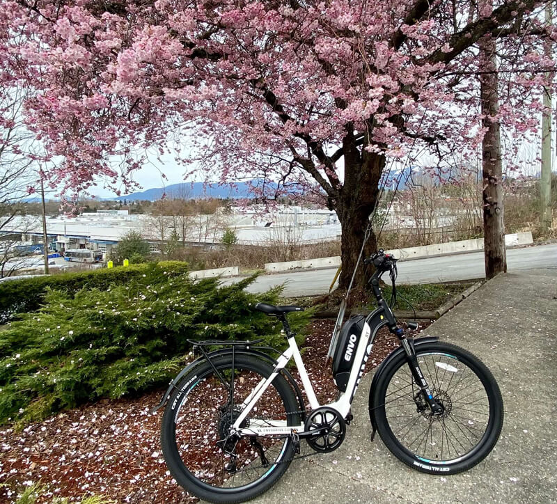 riding ebike in cherry blossoms